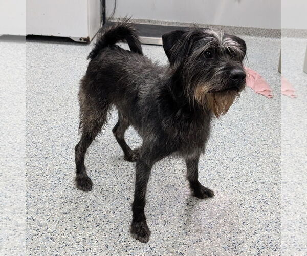 Medium Photo #2 Labrador Retriever-Unknown Mix Puppy For Sale in Rootstown, OH, USA