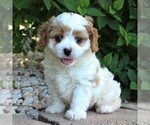 Small Photo #1 Cavapoo Puppy For Sale in GAP, PA, USA
