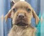 Small Mutt