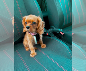 Cavalier King Charles Spaniel Puppy for sale in ATL, GA, USA