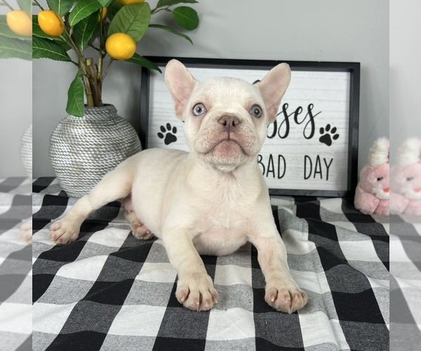 Medium Photo #1 French Bulldog Puppy For Sale in FRANKLIN, IN, USA