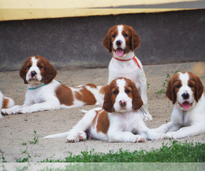 Irish Red and White Setter Puppy for sale in CHICAGO, IL, USA