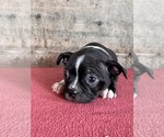 Small #4 Boston Terrier