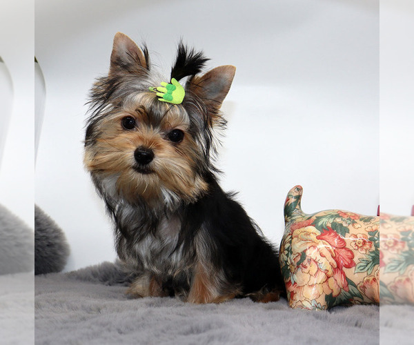 Medium Photo #4 Yorkshire Terrier Puppy For Sale in LOS ANGELES, CA, USA