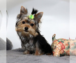 Small #3 Yorkshire Terrier
