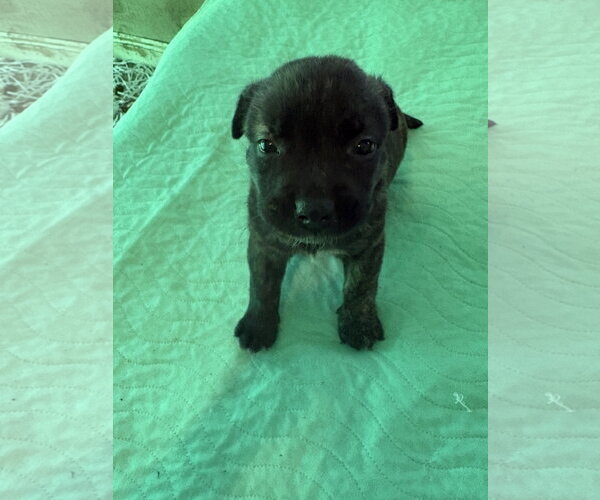 Medium Photo #2 Labrador Retriever-Unknown Mix Puppy For Sale in Sanford, FL, USA