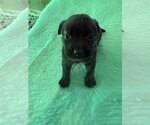 Small Photo #2 Labrador Retriever-Unknown Mix Puppy For Sale in Sanford, FL, USA