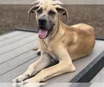 Small #1 Great Dane