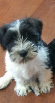 Medium Photo #1 Schnauzer (Miniature) Puppy For Sale in SPRING HILL, KS, USA