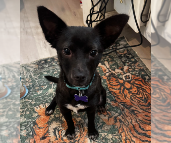 Medium Photo #1 Chihuahua-Unknown Mix Puppy For Sale in Brooklyn Center, MN, USA