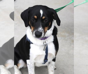 Haven- too cute to handle - Female Border Collie-Unknown Mix Dog for Adoption - Photo #2