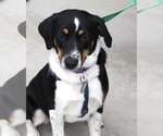 Small Photo #2 Border Collie-Unknown Mix Puppy For Sale in Oakhurst, NJ, USA