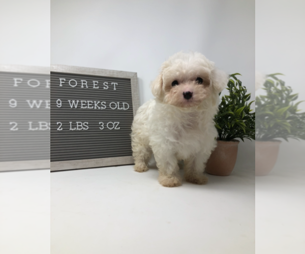 Medium Photo #1 Maltipoo Puppy For Sale in MIDDLESEX, NC, USA