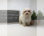 Small Photo #1 Maltipoo Puppy For Sale in MIDDLESEX, NC, USA