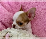 Small #11 Chihuahua