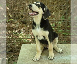 Mutt Dogs for adoption in McCormick, SC, USA