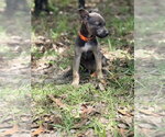 Small #4 Mutt