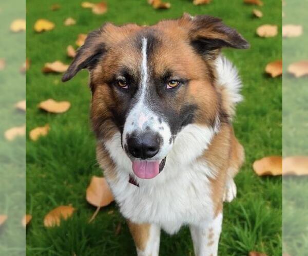 Medium Photo #7 Saint Bernard-Unknown Mix Puppy For Sale in San Diego, CA, USA