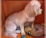 Small Photo #5 Maltipoo (Miniature) Puppy For Sale in Apple Valley, CA, USA