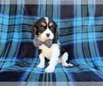 Small #5 Cavalier King Charles Spaniel