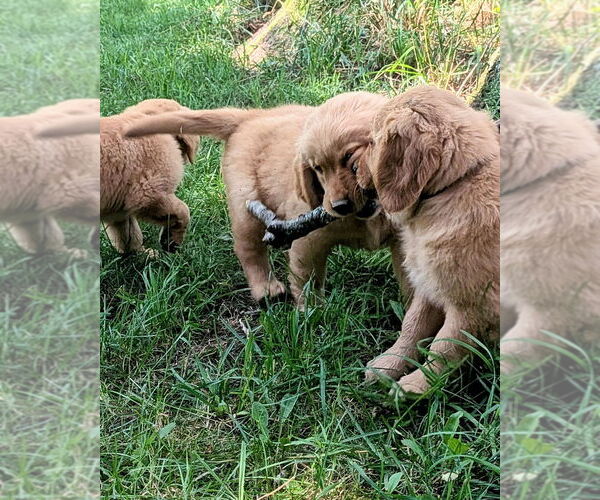 Medium Photo #14 Golden Retriever Puppy For Sale in EAST SPARTA, OH, USA