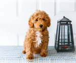 Small Photo #49 Poodle (Toy) Puppy For Sale in WAKARUSA, IN, USA