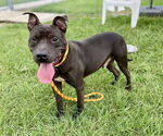 Small #1 American Pit Bull Terrier