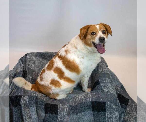 Medium Photo #5 Beagle-Unknown Mix Puppy For Sale in Kennesaw, GA, USA