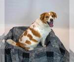 Small #4 Beagle Mix