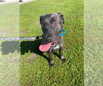 Small #6 Labrador Retriever Mix