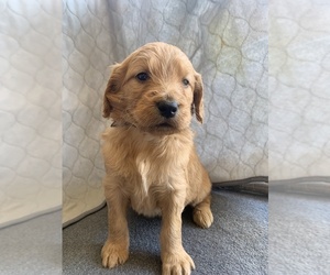 Goldendoodle Puppy for Sale in CALIMESA, California USA