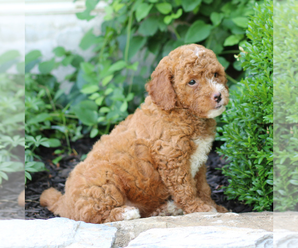 Medium Photo #4 Goldendoodle (Miniature) Puppy For Sale in LITITZ, PA, USA