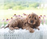 Small #3 Cavapoo (Miniature)