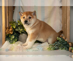 Small Photo #16 Shiba Inu Puppy For Sale in TOPEKA, IN, USA