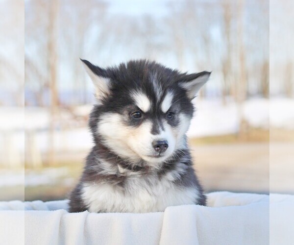 Medium Photo #1 Siberian Husky Puppy For Sale in HAGERSTOWN, MD, USA