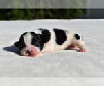 Small #1 Shih Tzu