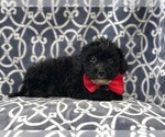 Small Photo #10 Morkie-Poodle (Miniature) Mix Puppy For Sale in LAKELAND, FL, USA