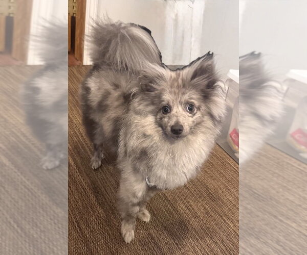 Medium Photo #1 Aussiepom Puppy For Sale in Mundelein, IL, USA