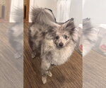 Small Aussiepom