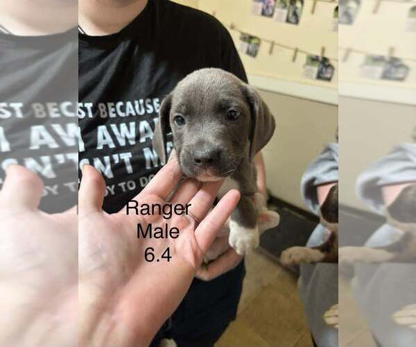 Medium Photo #1 Boxer-Unknown Mix Puppy For Sale in Aurora, IN, USA