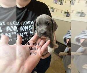 Boxer-Unknown Mix Dogs for adoption in Aurora, IN, USA
