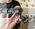 Johnson Rs : Ranger - Male Boxer-Unknown Mix Dog for Adoption - Small photo