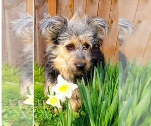 Father of the Pembroke Welsh Corgi-Poovanese Mix puppies born on 03/18/2025