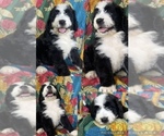 Puppy Fionna Bernedoodle