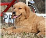 Small Photo #8 Golden Retriever Puppy For Sale in JONES, MI, USA