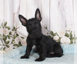 Scottish Terrier Puppy for sale in PENNS CREEK, PA, USA