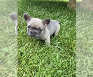 French Bulldog Puppy for Sale in ROMULUS, Michigan USA