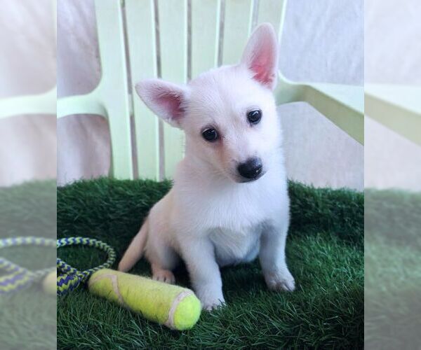 Medium Photo #4 Chiranian Puppy For Sale in Tustin, CA, USA