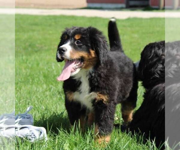 Medium Photo #2 Bernese Mountain Dog Puppy For Sale in BROOKVILLE, OH, USA