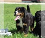 Small Photo #2 Bernese Mountain Dog Puppy For Sale in BROOKVILLE, OH, USA
